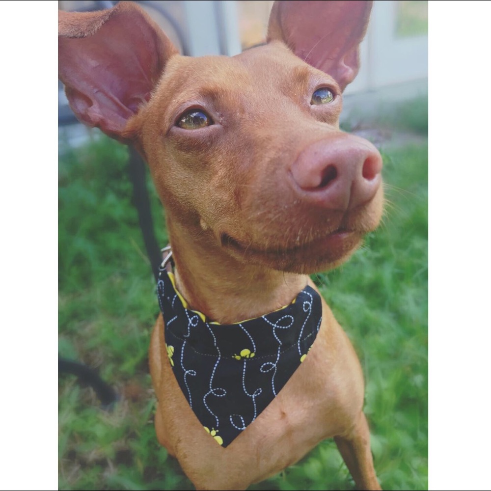 π Pet Bandana Bee Happy Bumble Bee Dog - Picture 2 of 4